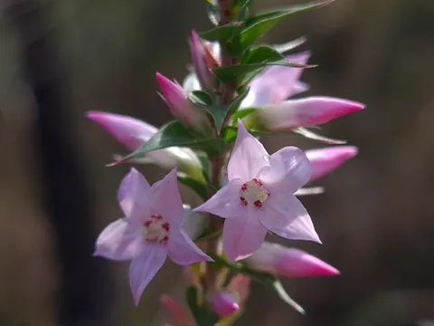 Epacris purpurascens (Epacris purpurascens)