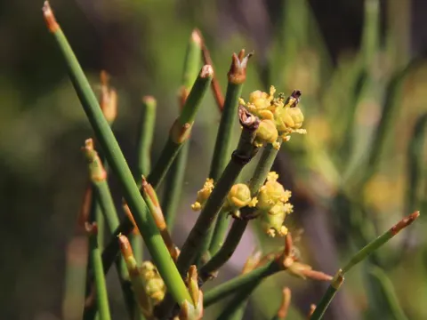 Ephedra chilensis (Ephedra chilensis)