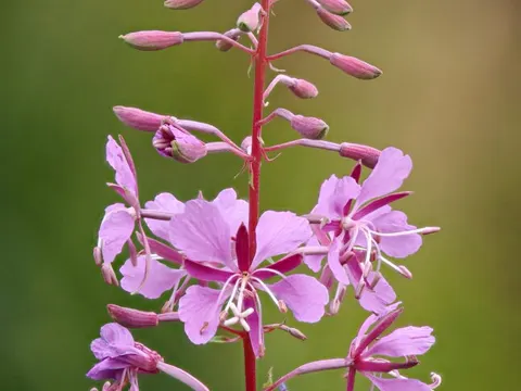 Schmalblättriges Weidenröschen (Epilobium angustifolium)