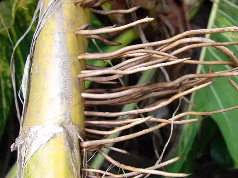 Efeu-Aronstab (Epipremnum aureum)