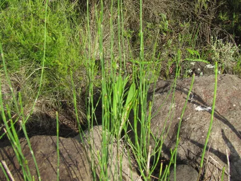 Ästiger Schachtelhalm (Equisetum ramosissimum)
