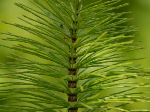 Giant Horsetail (Equisetum telmateia)