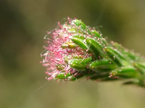 Glockenheide (Erica tetralix)