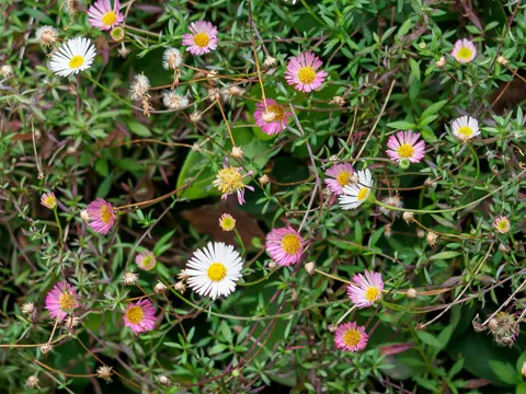 Karwinkys Berufkraut (Erigeron karvinskianus)