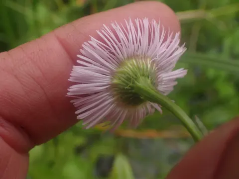 Philadelphia-Berufkraut (Erigeron philadelphicus)