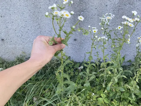 Prairie Fleabane (Erigeron strigosus)