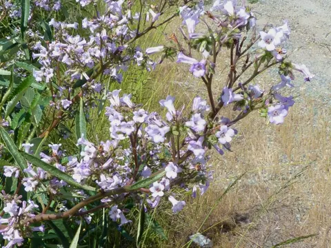 Eriodictyon californicum (Eriodictyon californicum)