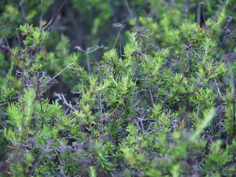 Eriogonum fasciculatum