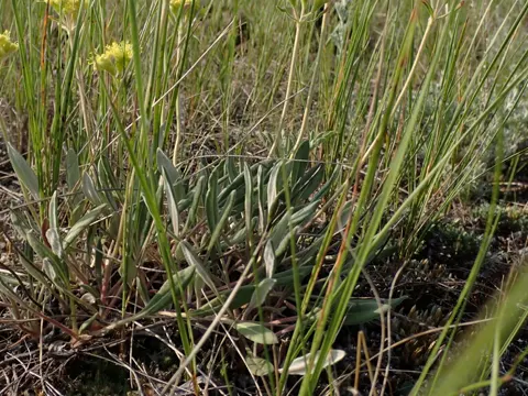 Yellow Buckwheat (Eriogonum flavum)