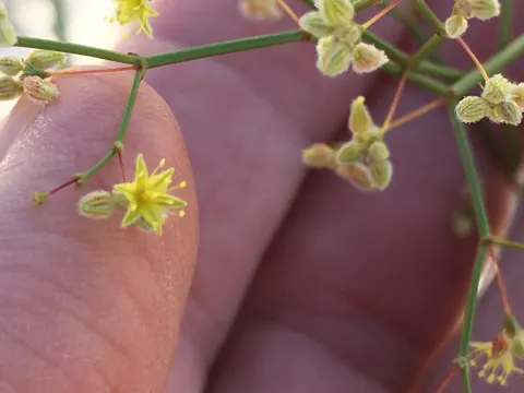 Wüstentrompete (Eriogonum inflatum)