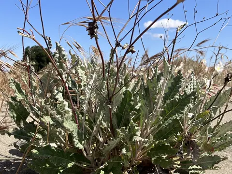 Nackter Knöterich (Eriogonum nudum)