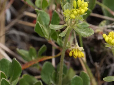Sulfur Buckwheat (Eriogonum umbellatum)