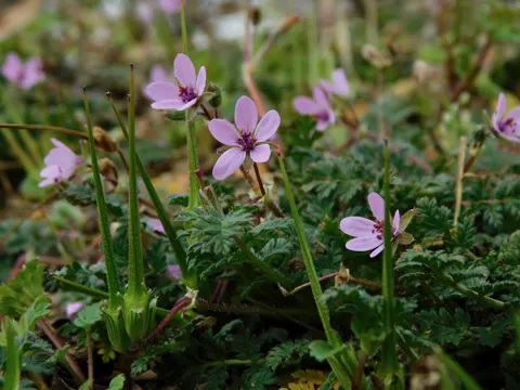 Gewöhnlicher Reiherschnabel (Erodium cicutarium)