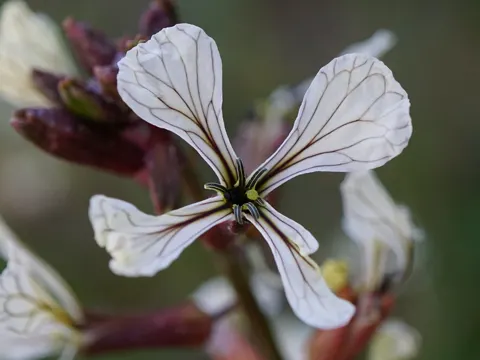 Rucola (Eruca vesicaria)