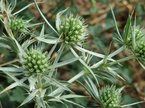 Feld-Mannstreu