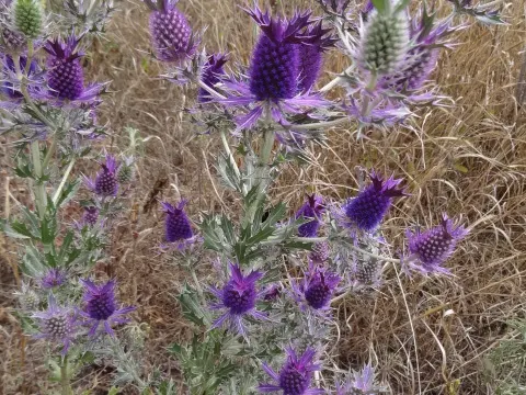 Eryngium leavenworthii (Eryngium leavenworthii)