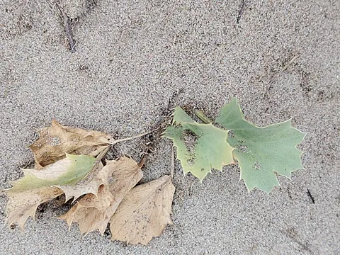 Sea Holly