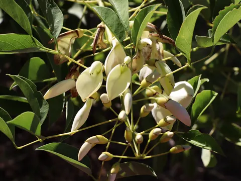 Korallenbaum (Erythrina crista-galli)