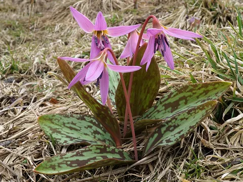 Hundszahn (Erythronium dens-canis)