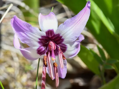 Henderson-Zahnlilie (Erythronium hendersonii)