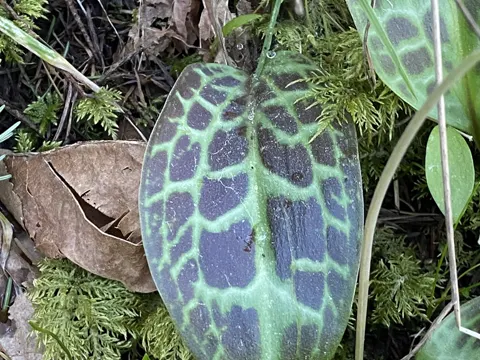Oregon-Froschenzahn (Erythronium oregonum)