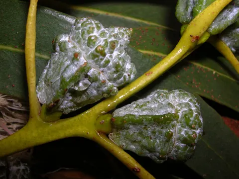 Fieberbaum (Eucalyptus globulus)