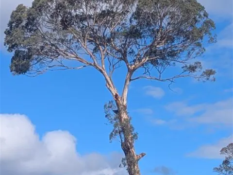 Yellow Box (Eucalyptus melliodora)