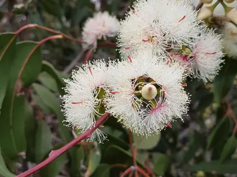 Eucalyptus tereticornis (Eucalyptus tereticornis)
