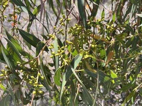 Eucalyptus viminalis