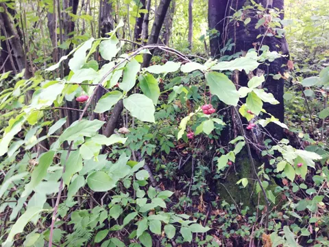 Europäisches Pfaffenhütchen (Euonymus europaeus)