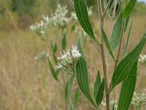 Eupatorium altissimum