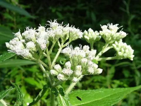 Durchwachsener Wasserdost (Eupatorium perfoliatum)