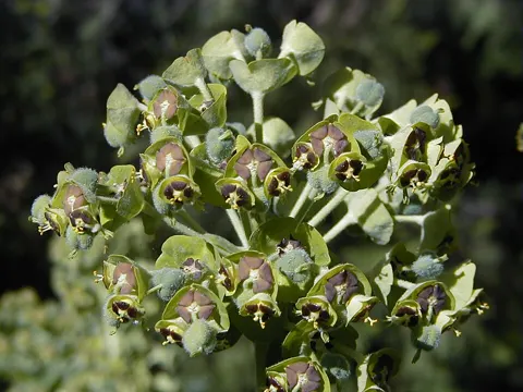 Gewöhnliche Stechpalmen-Wolfsmilch (Euphorbia characias)