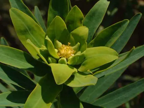 Strauch-Wolfsmilch (Euphorbia dendroides)