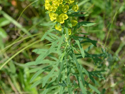Stumpfblättriges Wolfsmilchkraut (Euphorbia esula)