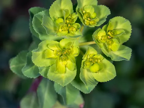 Sonnen-Wolfsmilch (Euphorbia helioscopia)