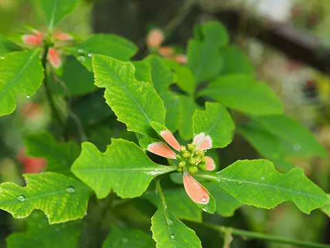 Painted Spurge (Euphorbia heterophylla)