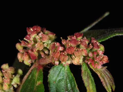 Behaartes Wolfsmilchkraut (Euphorbia hirta)