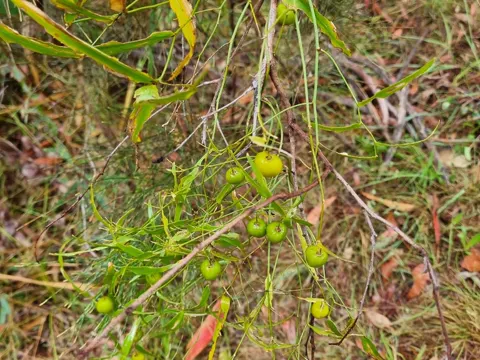 Wombat Berry (Eustrephus latifolius)