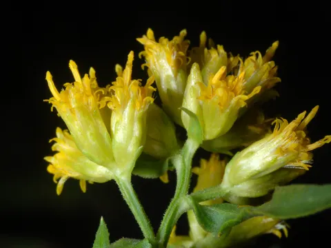 Grasblättrige Schirmgoldrute (Euthamia graminifolia)
