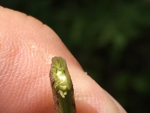 Eutrochium dubium (Eutrochium dubium)