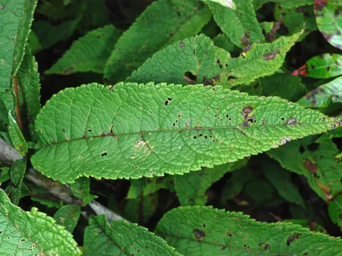 Eutrochium fistulosum (Eutrochium fistulosum)