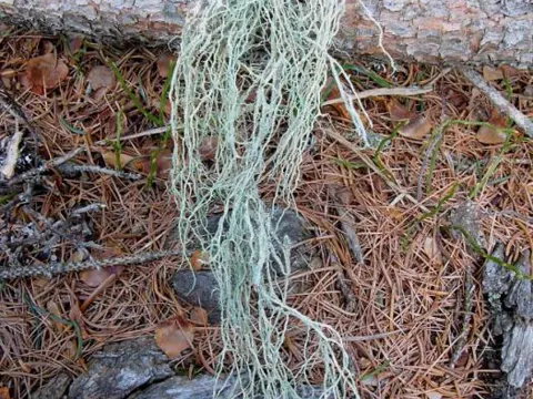 Evernia divaricata