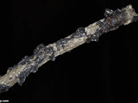 Kreisel-Drüsling (Exidia recisa)