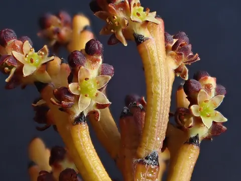 Exocarpos bidwillii (Exocarpos bidwillii)