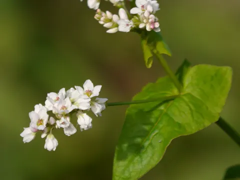 Buckwheat