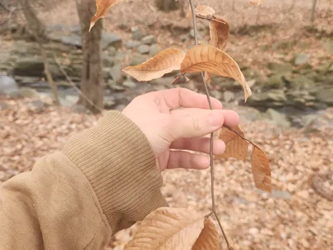 American Beech