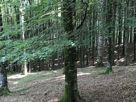European Beech