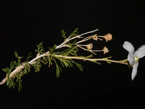 Fallugia paradoxa