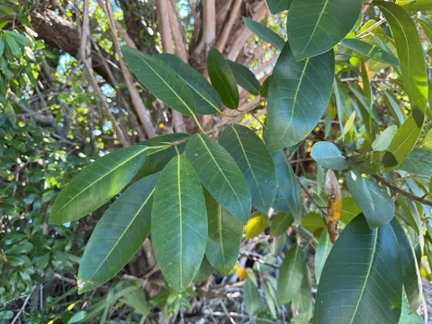Golden Fig (Ficus aurea)